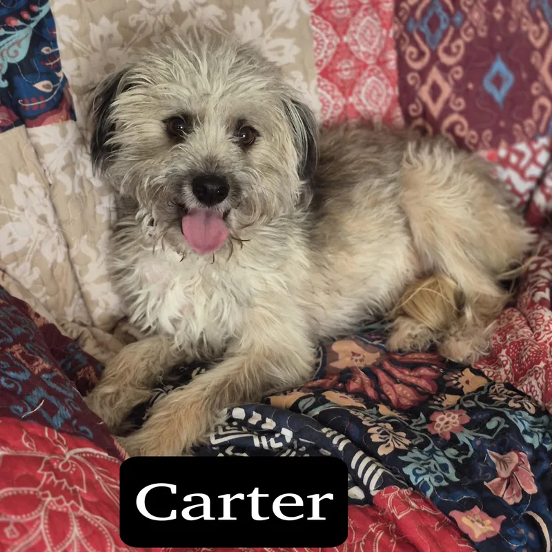 Carter thumbnail 5