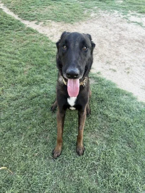 An adult medium-sized male Brown / Chocolate Belgian Shepherd / Malinois dog named Suka FKA Hunter located for adoption in Imlay City, MI