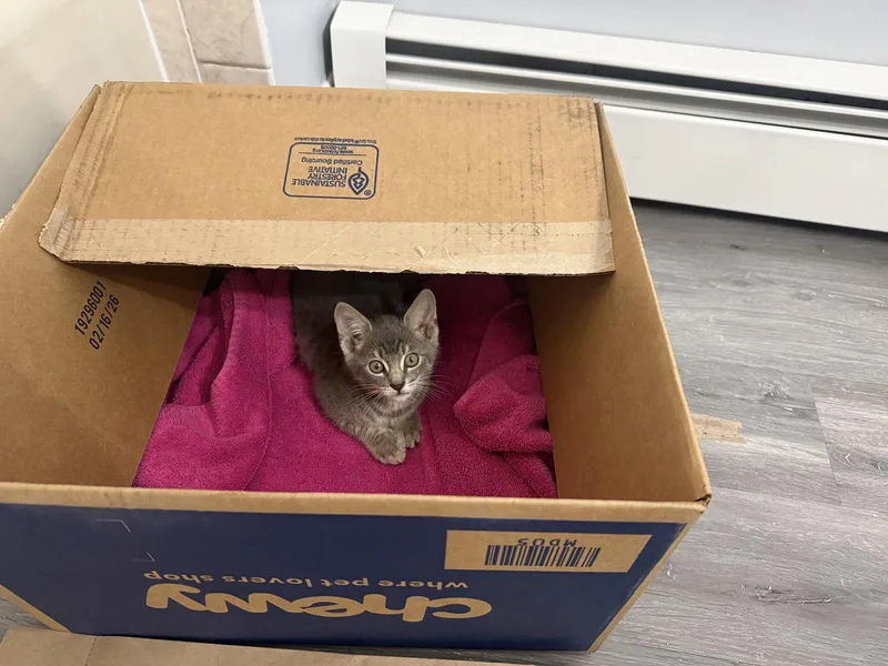 An adult medium-sized male Domestic Short Hair cat named Stewart for adoption in Naugatuck, CT