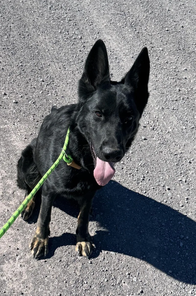 An adult large-sized female German Shepherd Dog dog named Levi for adoption in Stagecoach, NV