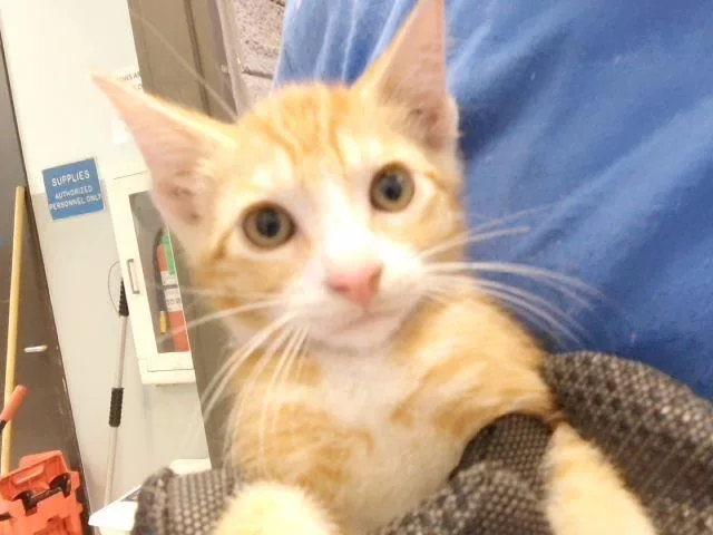 A baby small-sized male Domestic Short Hair cat named William for adoption in Tulsa, OK