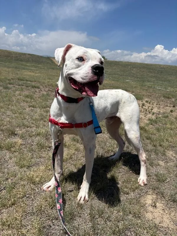 An adult medium-sized male White / Cream Boxer dog named Evander for adoption in Fort Collins, CO