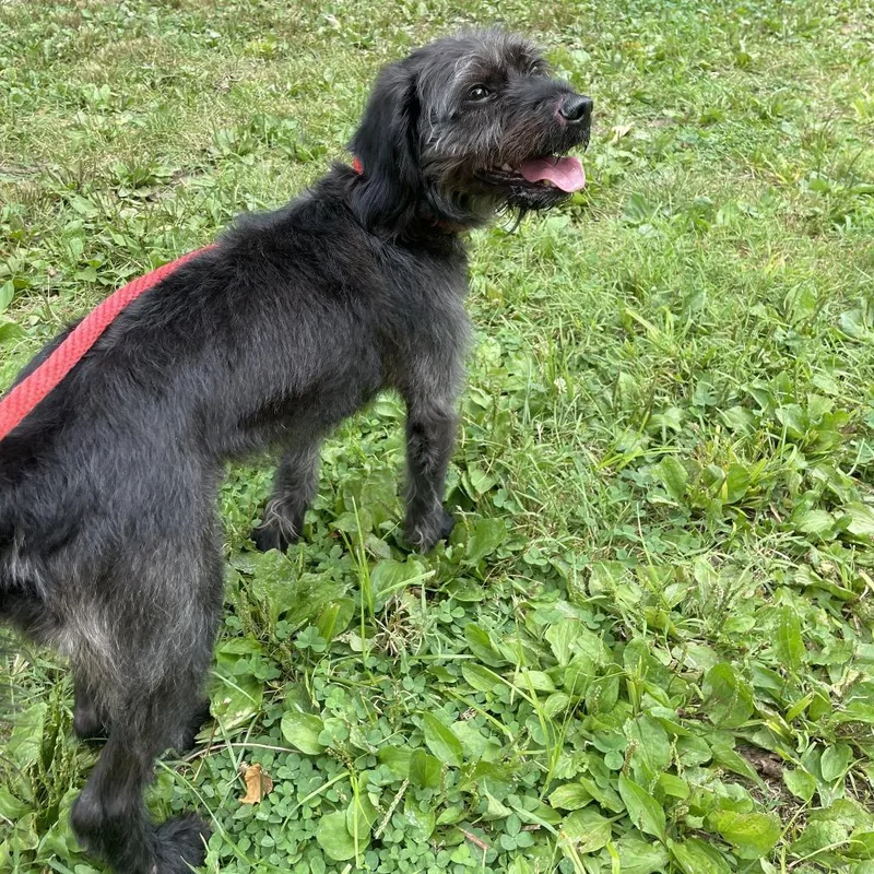 An adult medium-sized male Black Poodle dog named Monta for adoption in Perkiomenville, PA