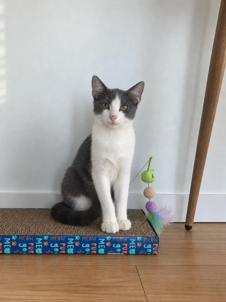 A baby small-sized male Domestic Short Hair cat named Theo C. for adoption in Dallas, TX