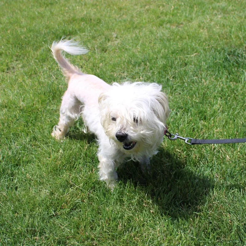 An adult small-sized female White / Cream Maltese dog named Baby for adoption in Champaign, IL