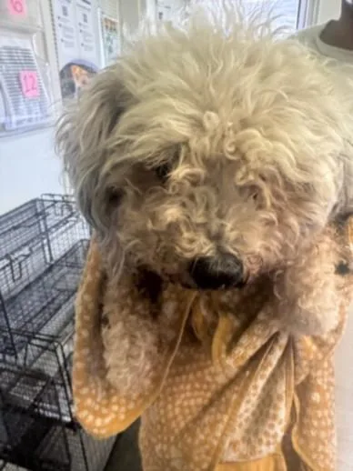A senior medium-sized female Mixed Breed dog named Sammy for adoption in Los Angeles, CA