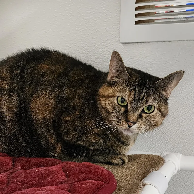 An adult large-sized female Tabby (Buff / Tan / Fawn) Domestic Medium Hair cat named Squirt for adoption in Beulah, MI