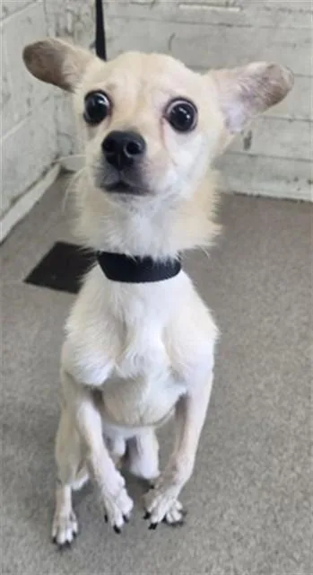 A young small-sized male Chihuahua dog named Asher for adoption in San Bernardino, CA