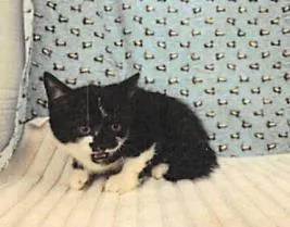 A baby small-sized male Domestic Short Hair cat named Uri for adoption in Largo, FL
