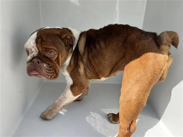 An adult medium-sized female English Bulldog dog named A for adoption in Houston, TX