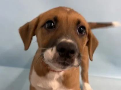 A baby large-sized female Shepherd dog named Macaroon for adoption in Golden Valley, MN