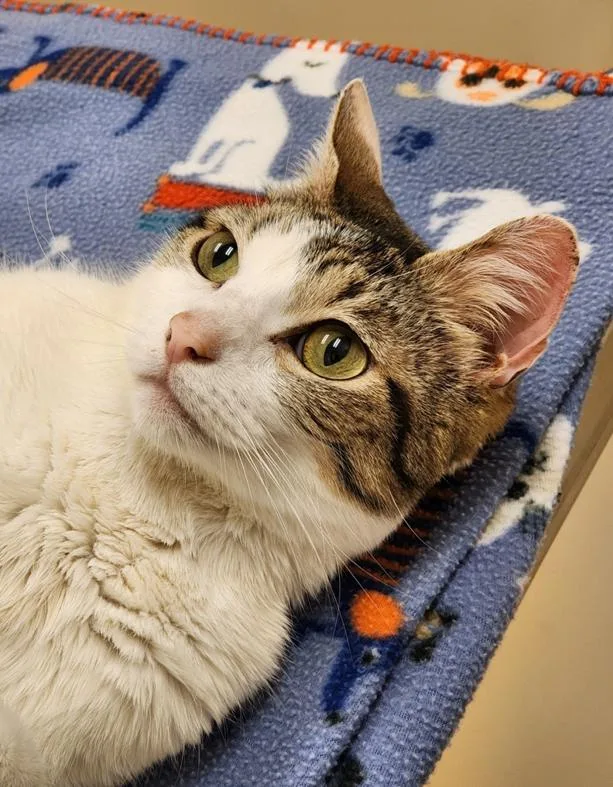 An adult medium-sized male Tabby (Buff / Tan / Fawn) Domestic Short Hair cat named Diego for adoption in Johnson City, TN