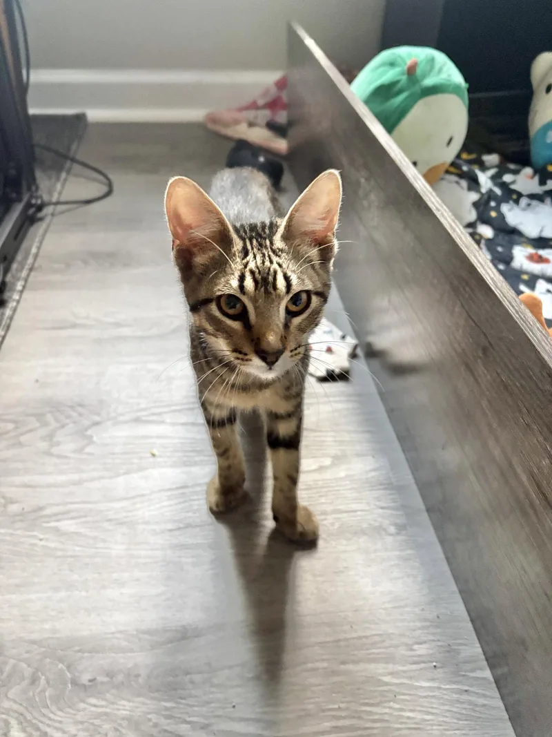 A young medium-sized male Domestic Short Hair cat named Shaw for adoption in Camden, SC