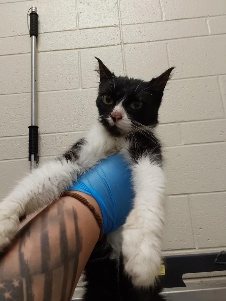 A young medium-sized female Domestic Short Hair cat named 2026-06-162 for adoption in Winder, GA