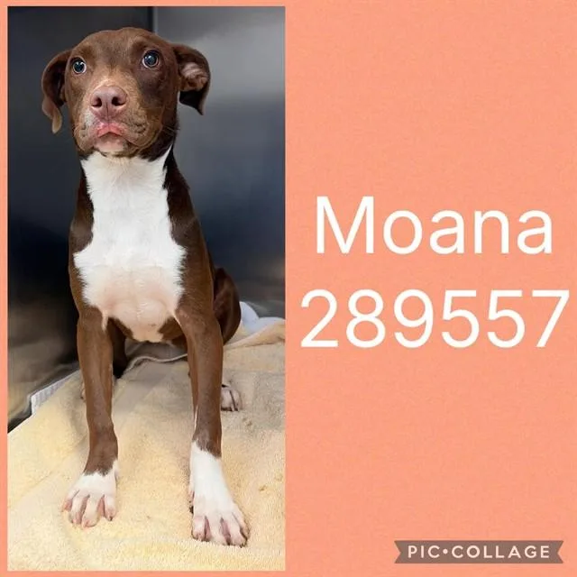A young medium-sized female Mixed Breed dog named Moana for adoption in Macon, GA