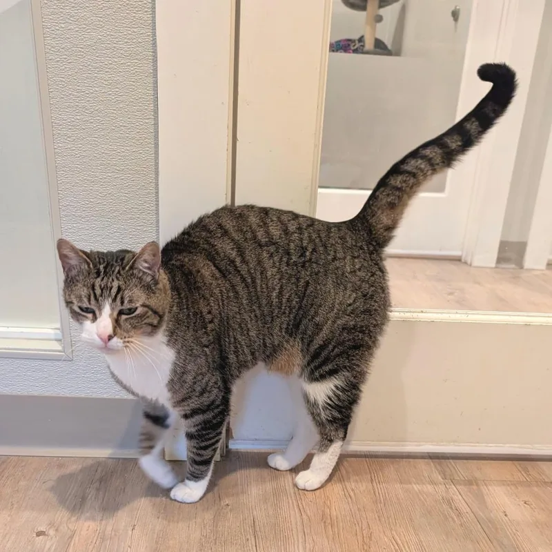 An adult large-sized male Gray / Blue / Silver Domestic Short Hair cat named Billy for adoption in Saint Charles, MO