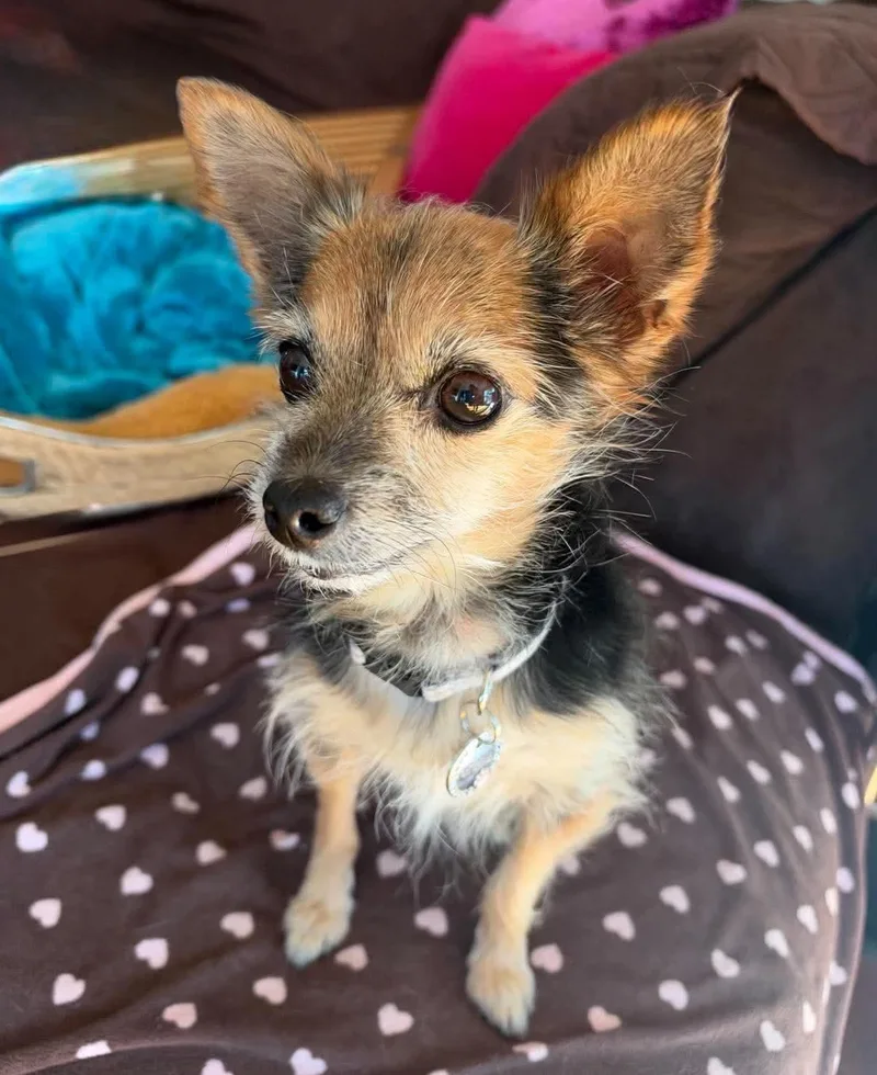 An adult small-sized female Yorkshire Terrier dog named Gracie for adoption in Orange, CA