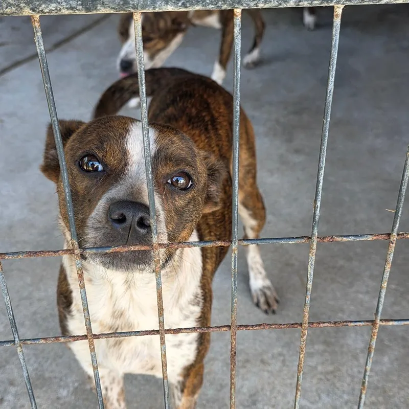 A young medium-sized female Brindle Mixed Breed dog named Mercy for adoption in Clanton, AL