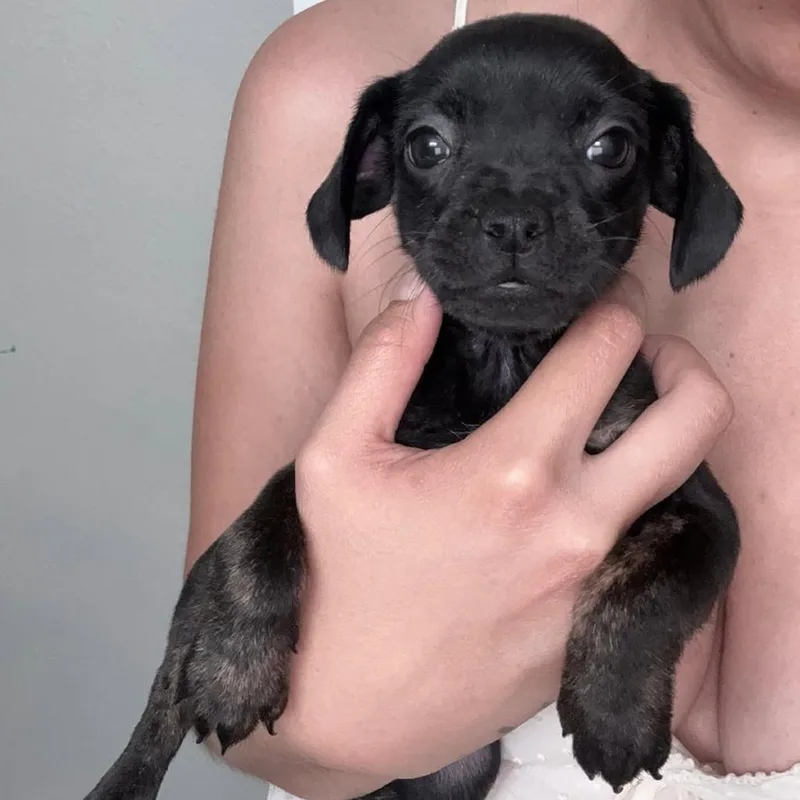 A baby small-sized female Black Dachshund dog named Litter Of _female for adoption in San Diego, CA