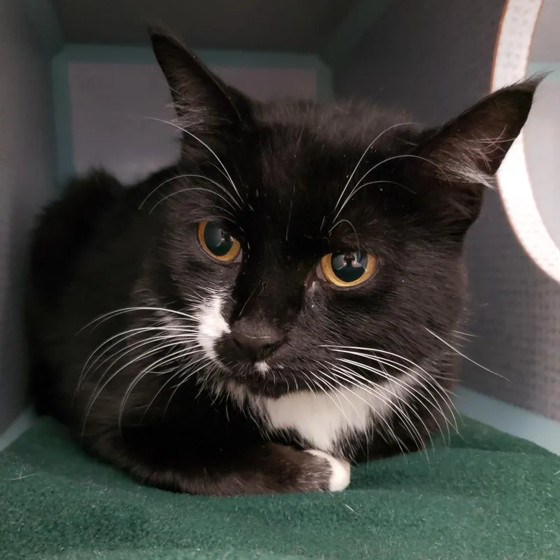 A senior medium-sized female Black Domestic Medium Hair cat named Heidi for adoption in Pittsburgh, PA