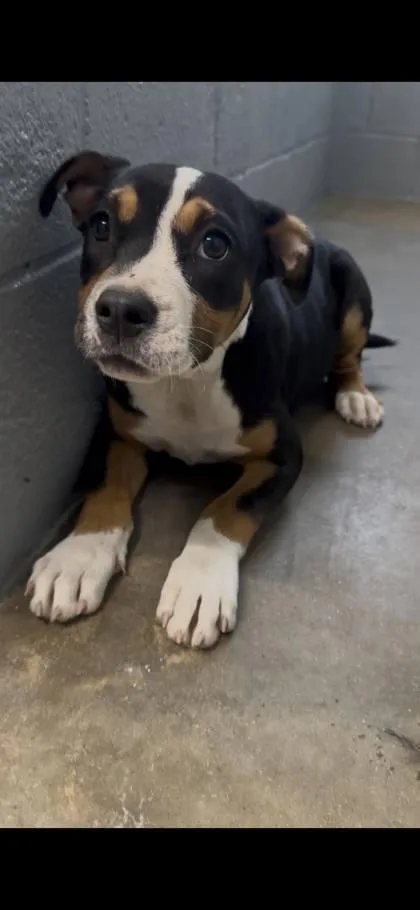 A baby medium-sized female Pit Bull Terrier dog named Pretty for adoption in Morton Grove, IL