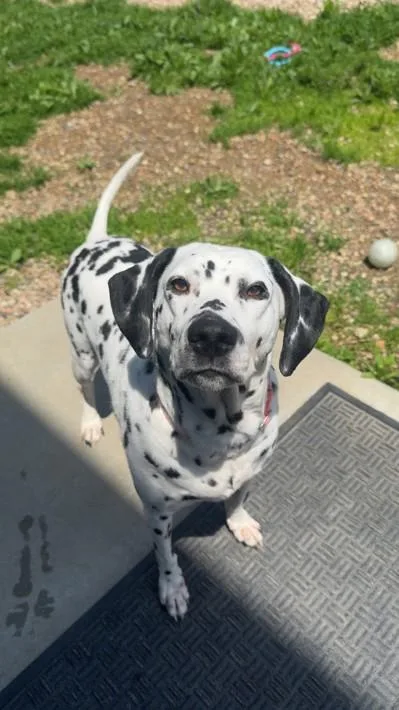 An adult medium-sized female White / Cream Dalmatian dog named LuciaLincoln  NE for adoption in San Diego, CA