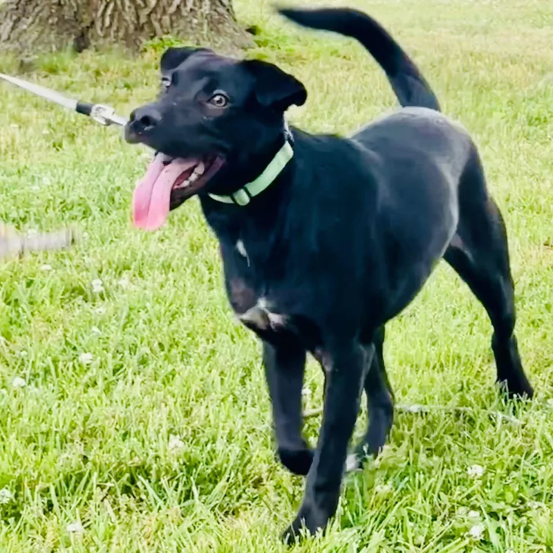 A baby medium-sized male Black Labrador Retriever dog named Nanook for adoption in Baldwin, MD