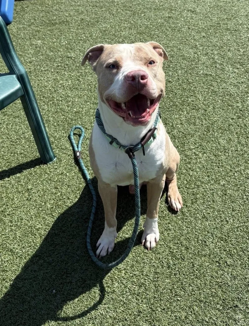 A young large-sized male White / Cream Pit Bull Terrier dog named Vesper for adoption in Cleveland, OH