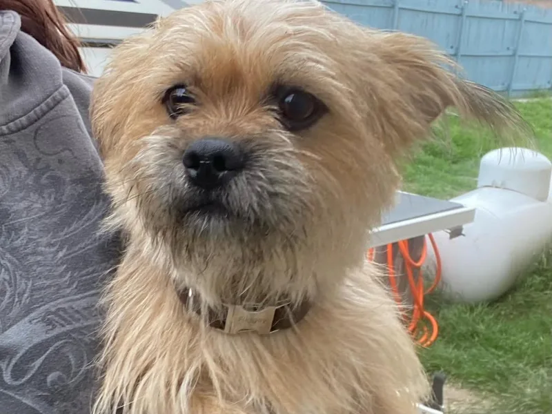 A young small-sized male Yellow / Tan / Blond / Fawn Terrier dog named Welu for adoption in Broken Arrow, OK