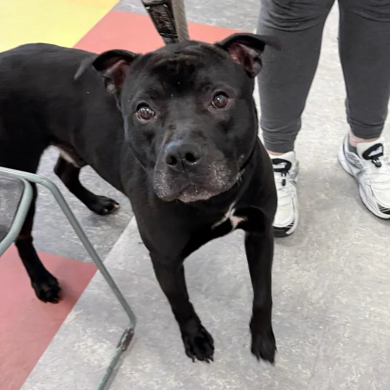 An adult medium-sized male Black Mixed Breed dog named Gummy Bear for adoption in Philadelphia, PA