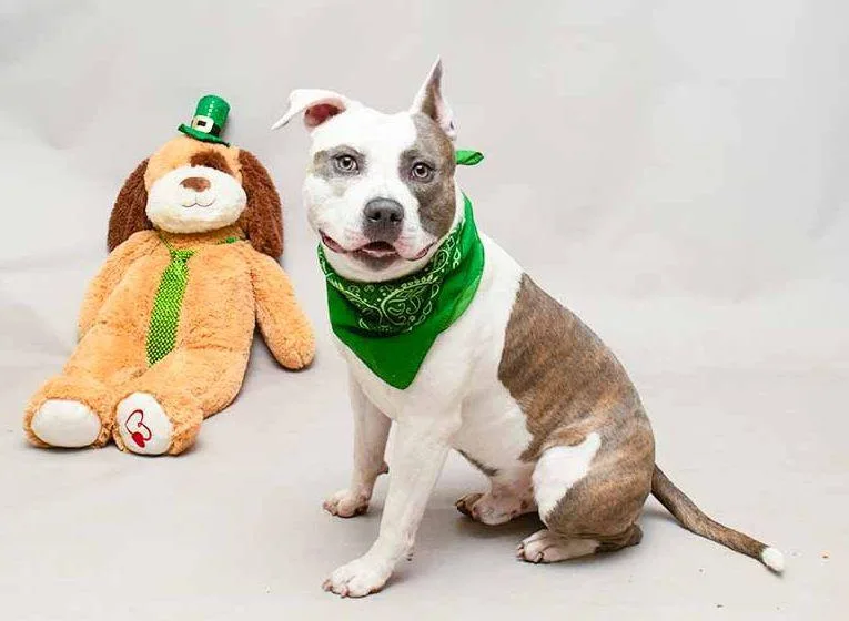 Mr. Doodles thumbnail 2