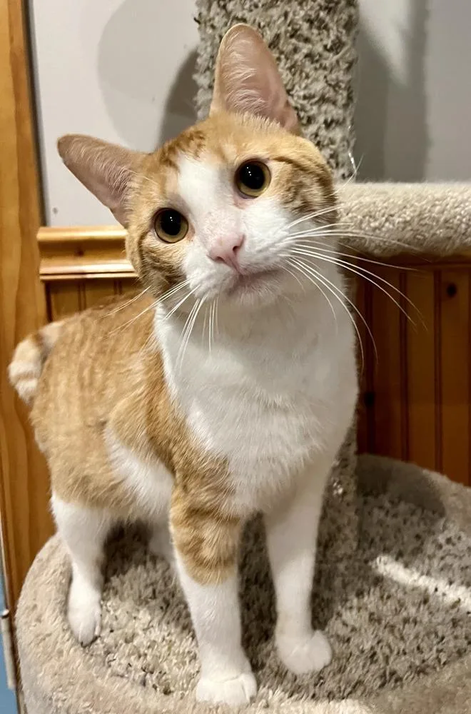 An adult medium-sized male Orange & White Domestic Short Hair cat named Chase for adoption in Emerald Isle, NC