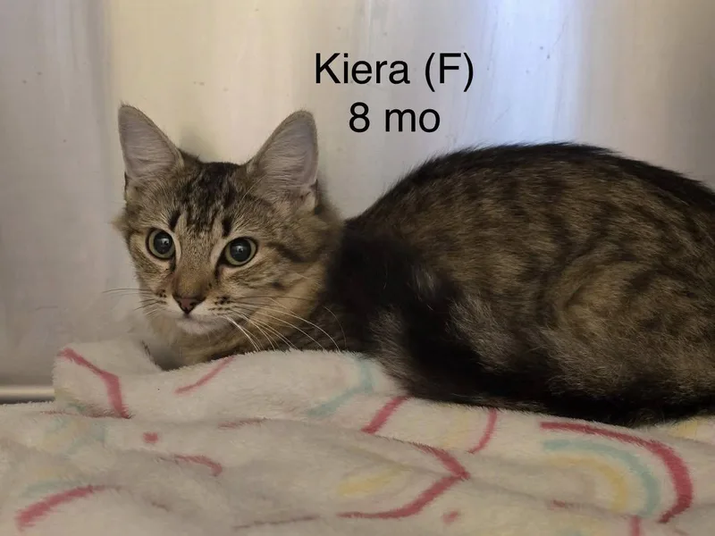 A baby small-sized female Domestic Medium Hair cat named Kiera for adoption in Clarksville, TN