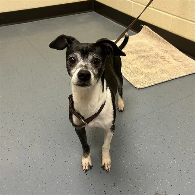 An adult small-sized female Chihuahua dog named Nova for adoption in Denver, CO