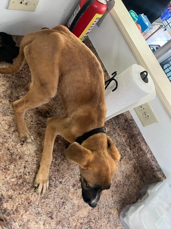 A young large-sized male Brindle Mixed Breed dog named Cheese in A Can for adoption in Cincinnati, OH