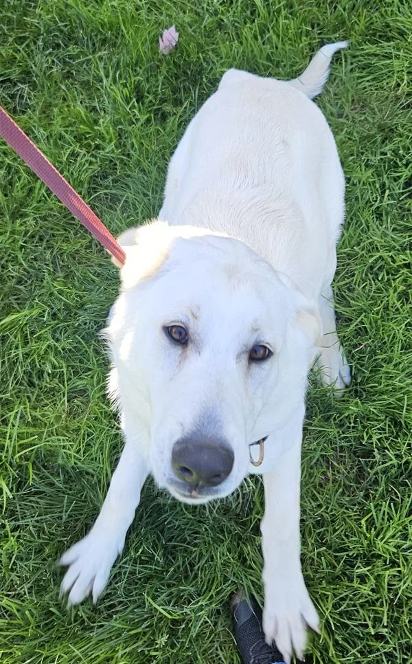 A young large-sized female Great Pyrenees dog named Martini for adoption in Salem, OR