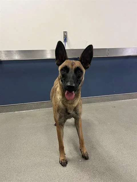 A young large-sized female Belgian Shepherd / Malinois dog named Mary for adoption in Miami, FL