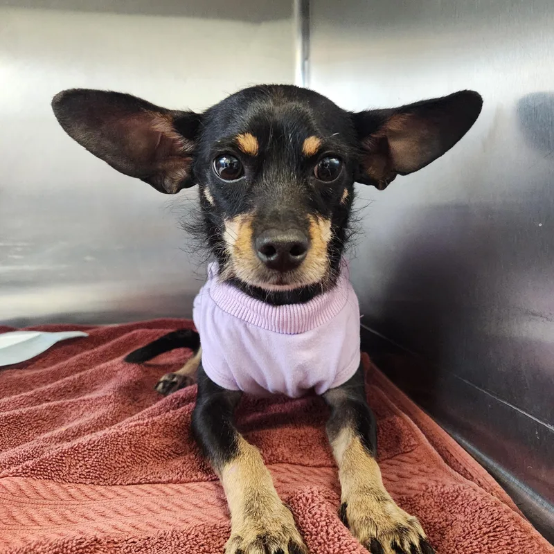 An adult small-sized male Bicolor Chihuahua dog named Sirius for adoption in Wantage, NJ