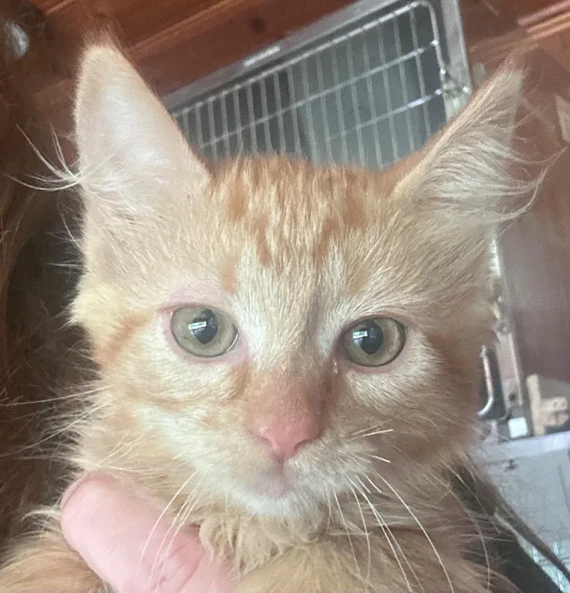 A baby medium-sized female Domestic Medium Hair cat named Squirrel for adoption in Cumming, GA