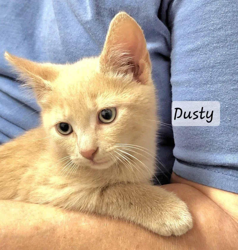 A baby small-sized male Buff / Tan / Fawn Domestic Short Hair cat named Dusty for adoption in Ellijay, GA