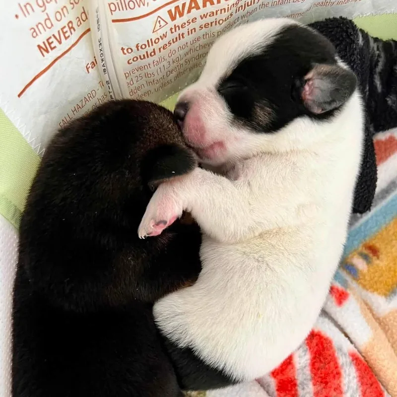 A baby medium-sized male Basset Hound dog named Blueberry Waffle for adoption in Allen, TX