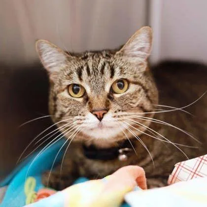 A senior small-sized female Brown / Chocolate Domestic Short Hair cat named Gretchen for adoption in Atlanta, GA