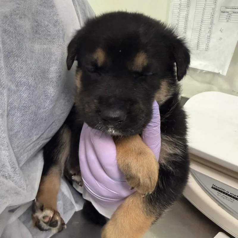 A baby small-sized male Black Mixed Breed dog named Miner Er for adoption in Charleston, WV