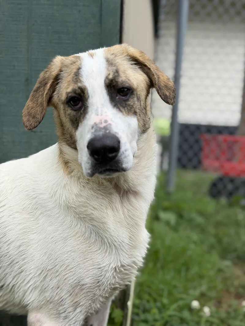 A young medium-sized female Mixed Breed dog named Nova for adoption in Ocean View, NJ