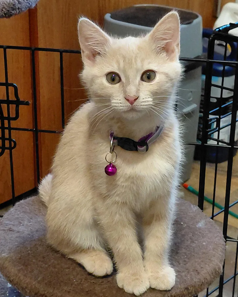 A baby medium-sized female Buff / Tan / Fawn Domestic Short Hair cat named Bubblicious for adoption in Gettysburg, PA