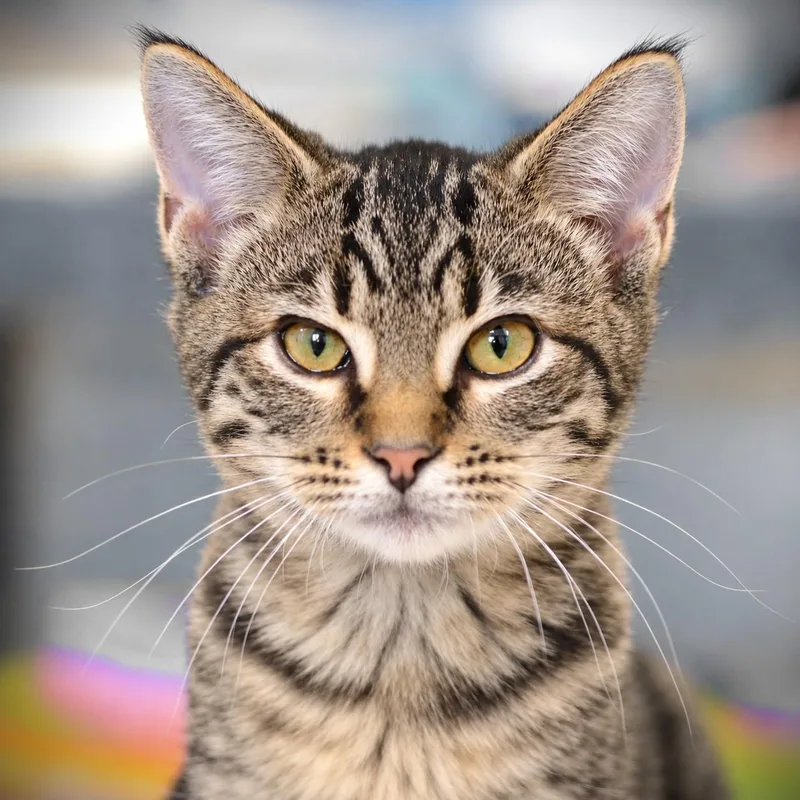 A baby medium-sized male Tabby (Tiger Striped) Domestic Short Hair cat named Ike for adoption in Amsterdam, NY
