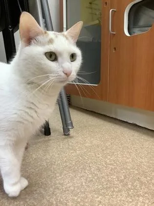 An adult medium-sized female Domestic Short Hair cat named Angelica for adoption in Hamilton, NJ