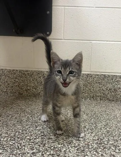 A baby small-sized female Domestic Short Hair cat named Sunshine for adoption in Westland, MI