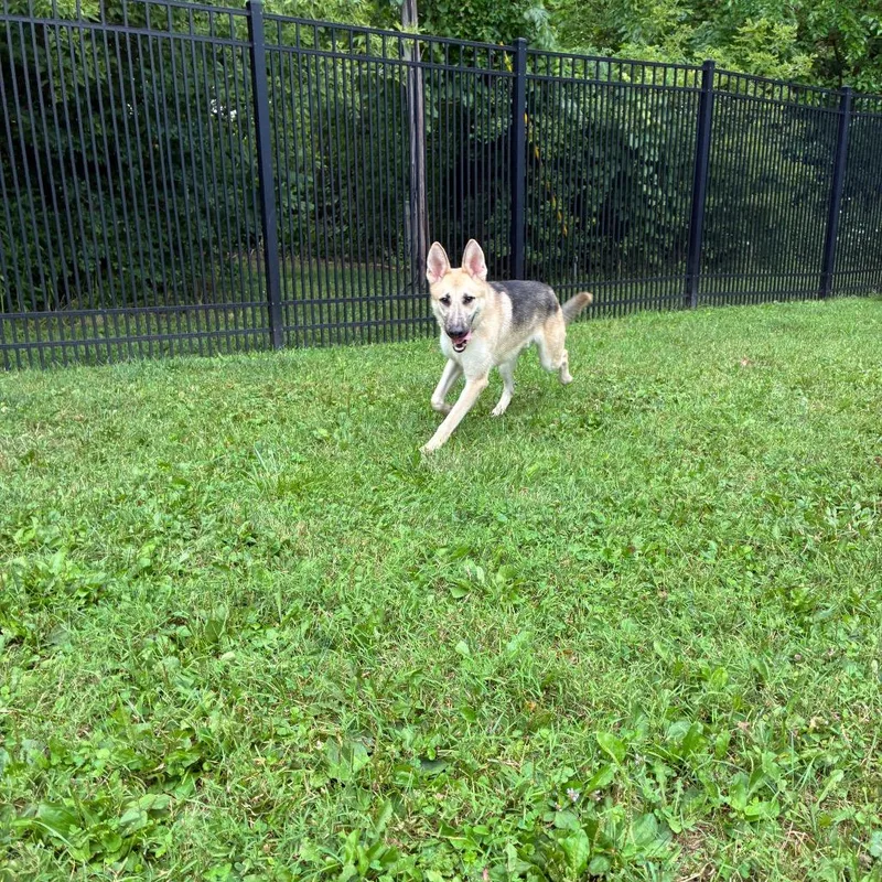An adult medium-sized male Yellow / Tan / Blond / Fawn German Shepherd Dog named Neal for adoption in South Haven, MI