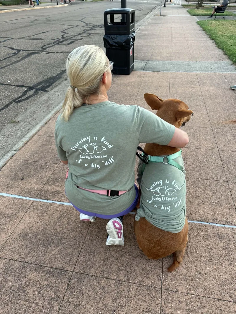 A young large-sized male Basenji dog named Tucker for adoption in Queen City, TX